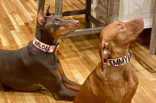 1-Inch Elite Volunteer Collar