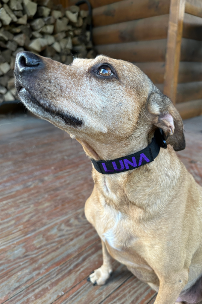 1-Inch Lite Tactical Collar