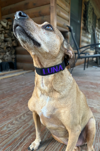 1-Inch Lite Tactical Collar