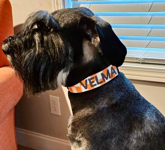 1.5-Inch Elite Volunteer Collar